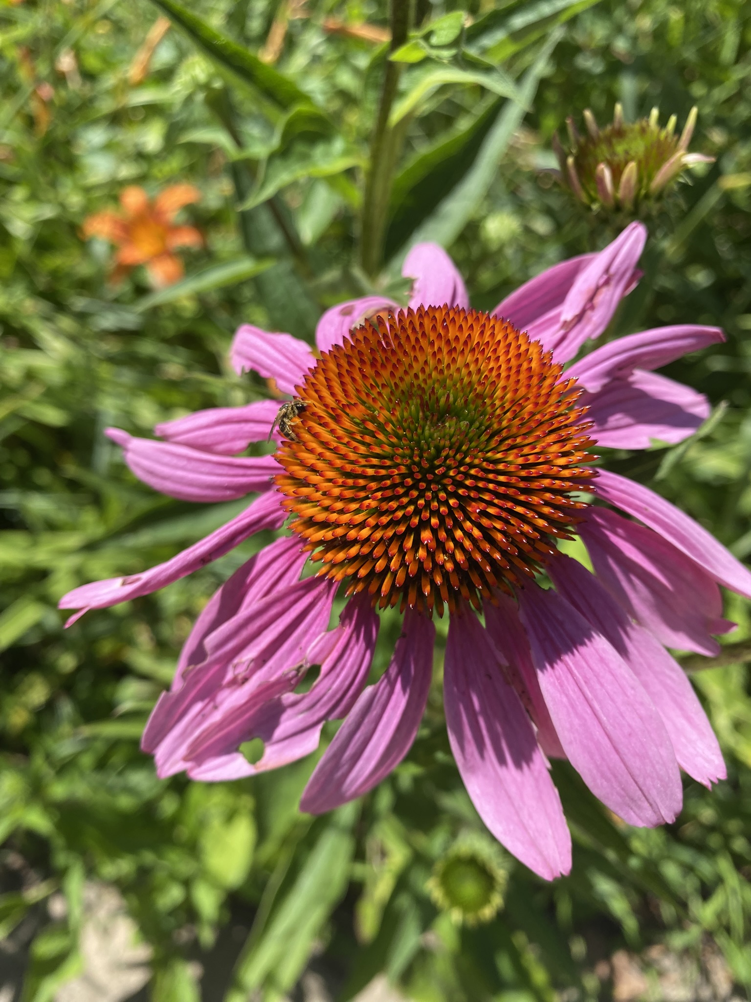 Purple coneflower
